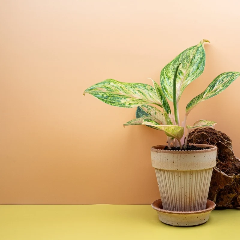 AGLAONEMA PEACH PEARL
