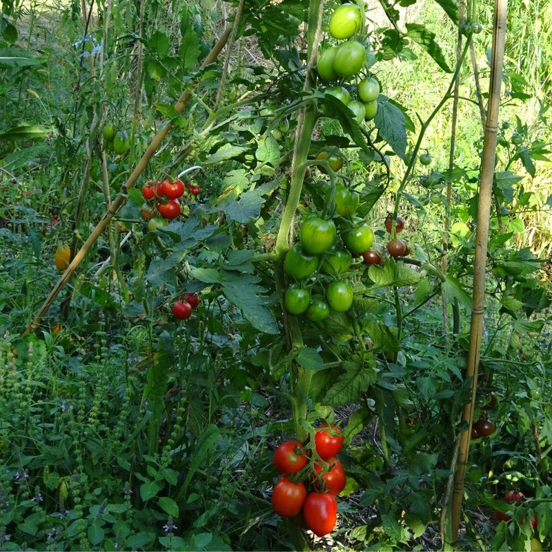 BIO Saatgut Salattomate Müncheberger