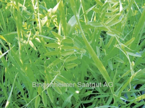 BIO Saatgut Gründüngung Wickroggen