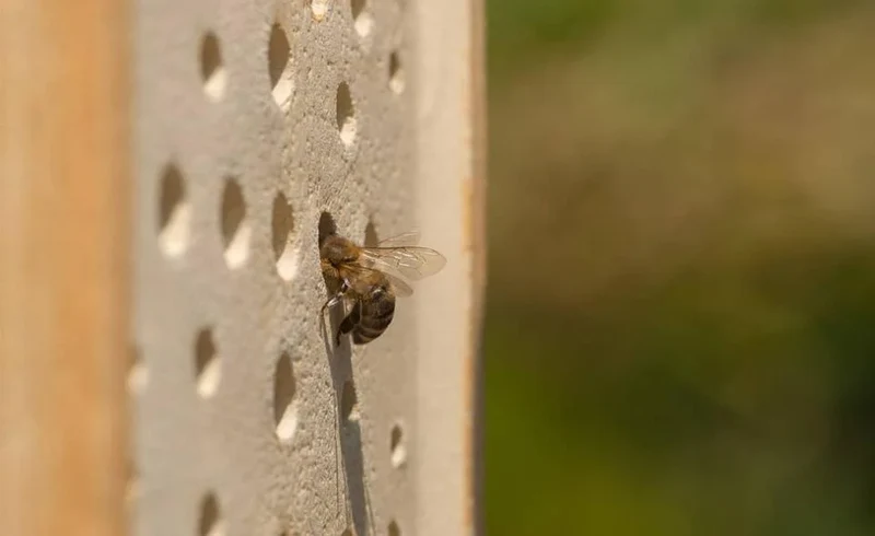 Wildbienenhaus