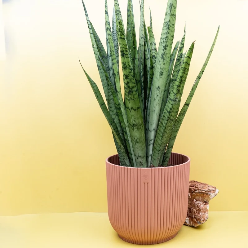 SANSEVIERIA SILVER PRINCESS