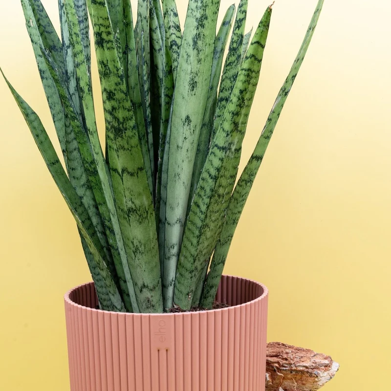 SANSEVIERIA SILVER PRINCESS