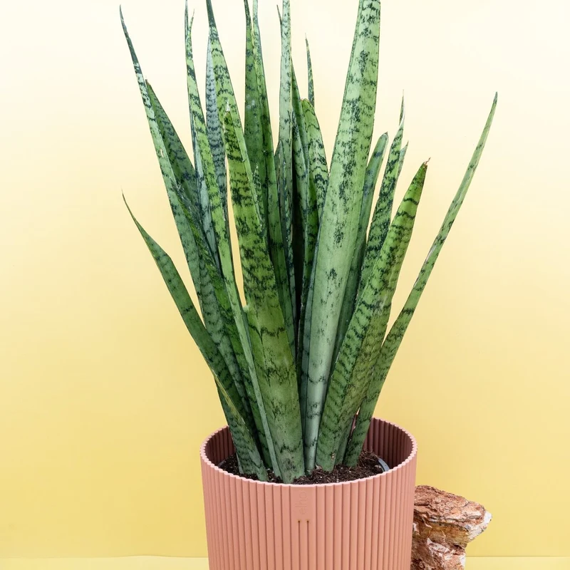 SANSEVIERIA SILVER PRINCESS
