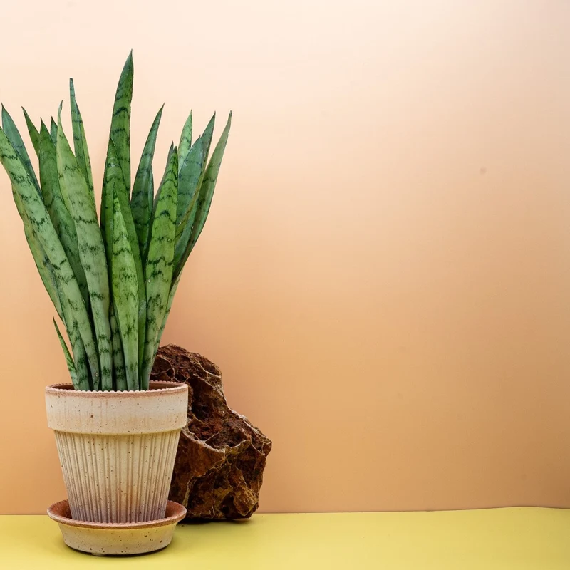 SANSEVIERIA SILVER PRINCESS