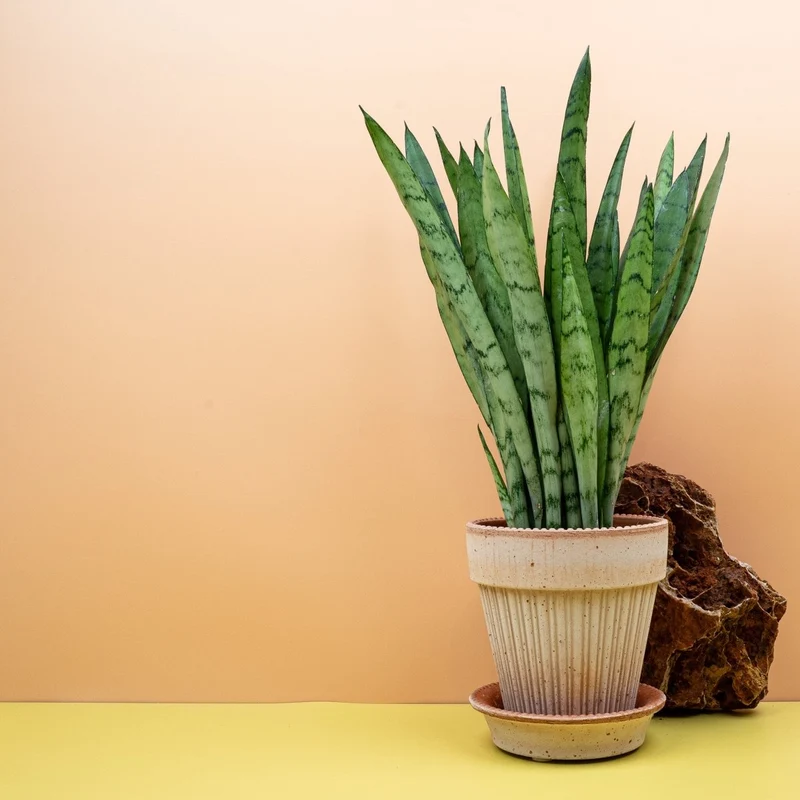 SANSEVIERIA SILVER PRINCESS