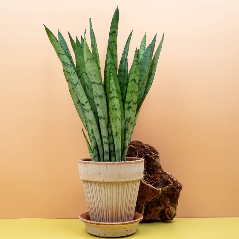 SANSEVIERIA SILVER PRINCESS