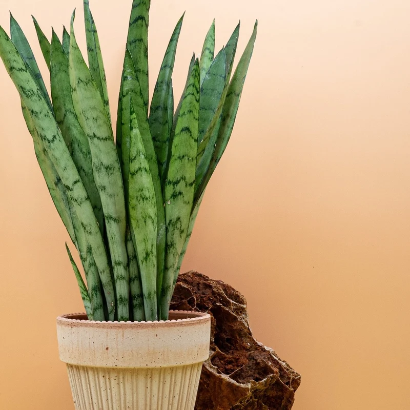SANSEVIERIA SILVER PRINCESS