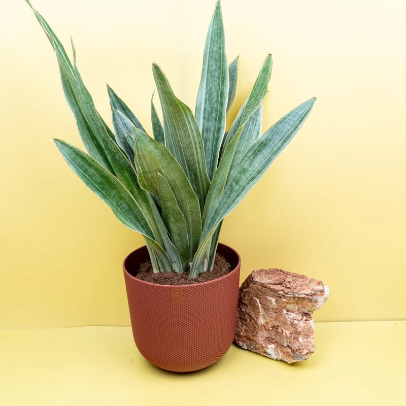 SANSEVIERIA AUBRYTIANA SAYURI