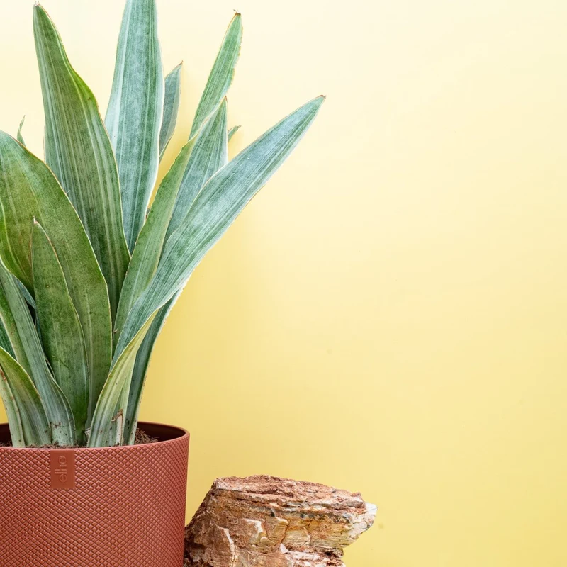 SANSEVIERIA AUBRYTIANA SAYURI