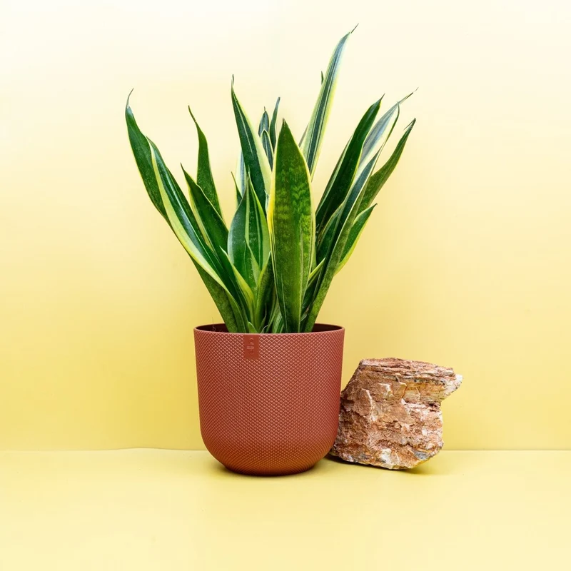 SANSEVIERIA CANARY