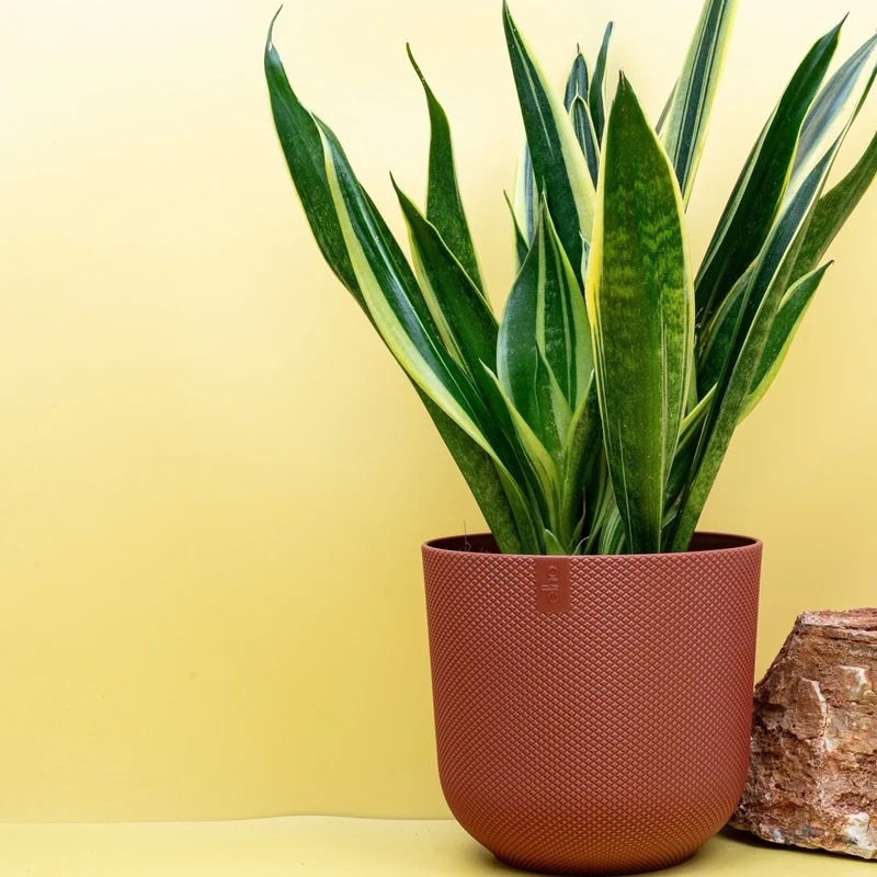 SANSEVIERIA CANARY