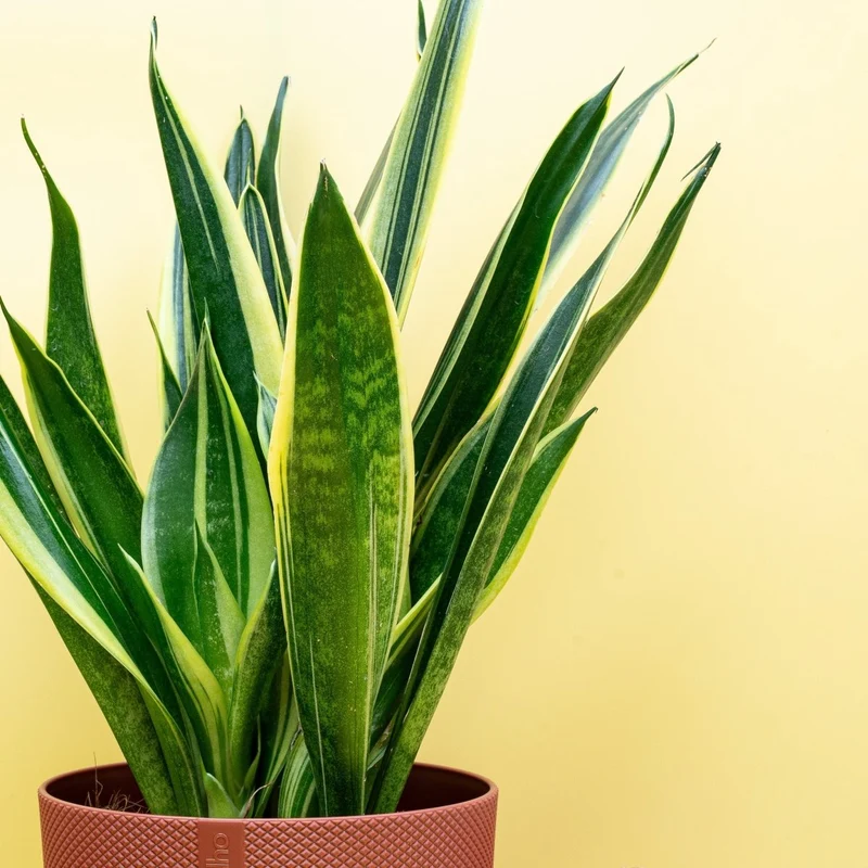 SANSEVIERIA CANARY