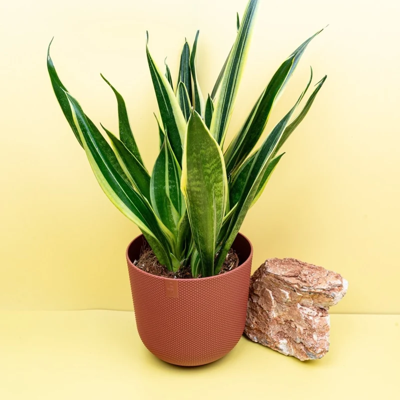 SANSEVIERIA CANARY