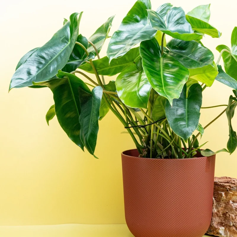 PHILODENDRON BURLE MARX