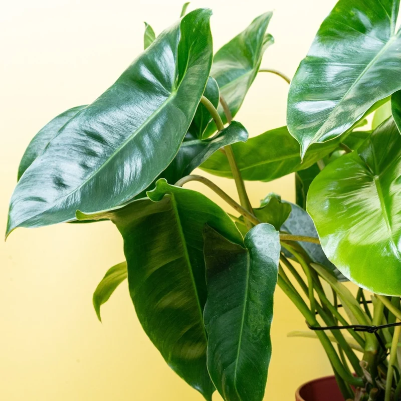 PHILODENDRON BURLE MARX