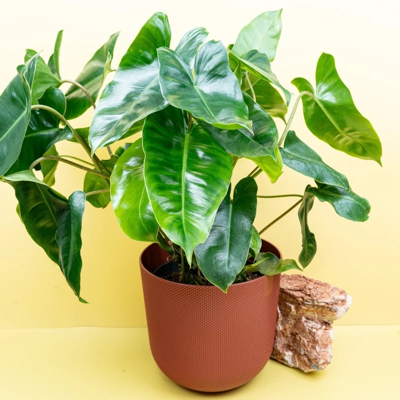 PHILODENDRON BURLE MARX