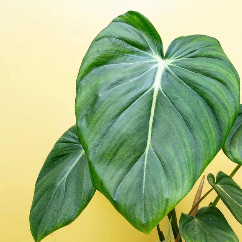 PHILODENDRON PASTAZANUM