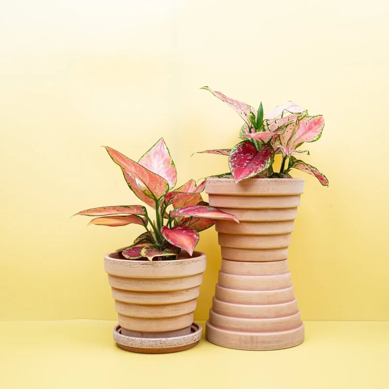AGLAONEMA PINK