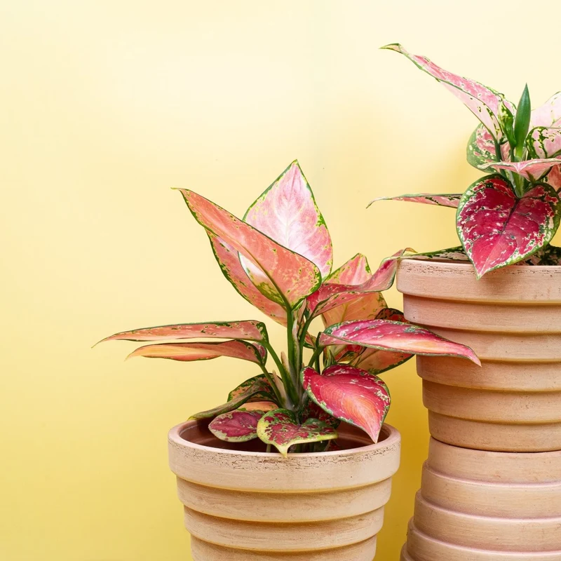 AGLAONEMA PINK