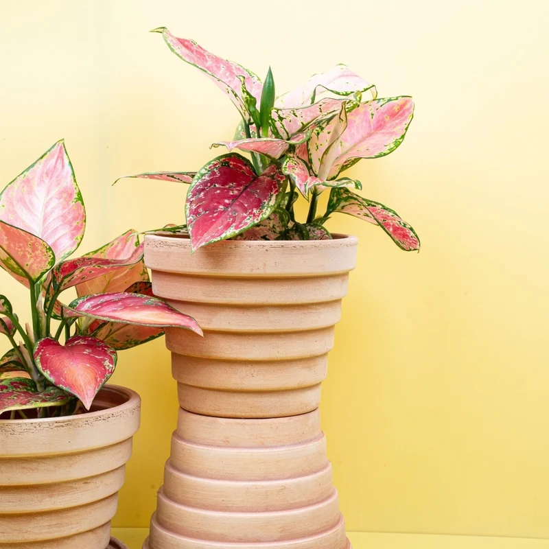 AGLAONEMA PINK