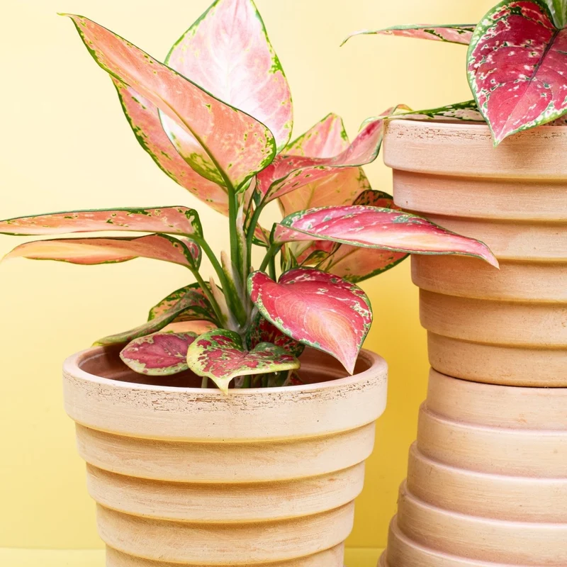 AGLAONEMA PINK