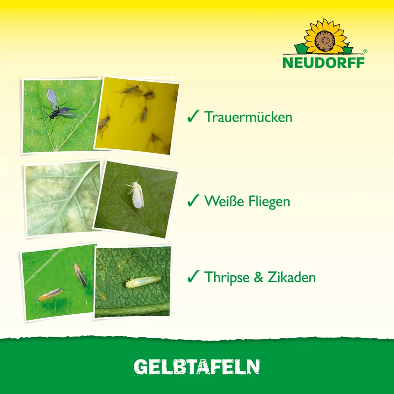 Neudorff Gelbtafeln (kleinformatig)