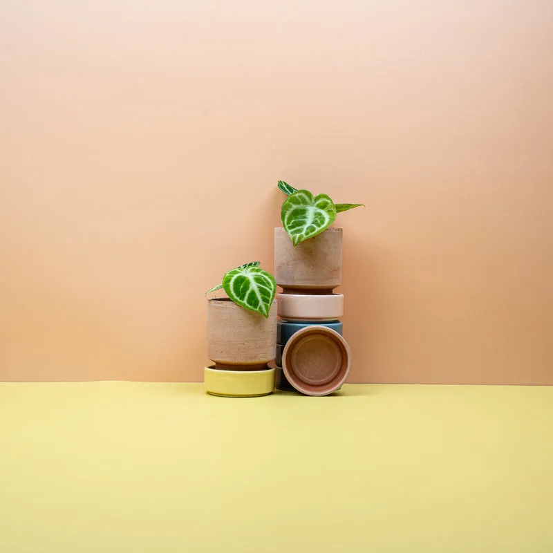 ANTHURIUM DORAYAKI