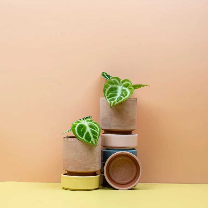 ANTHURIUM DORAYAKI