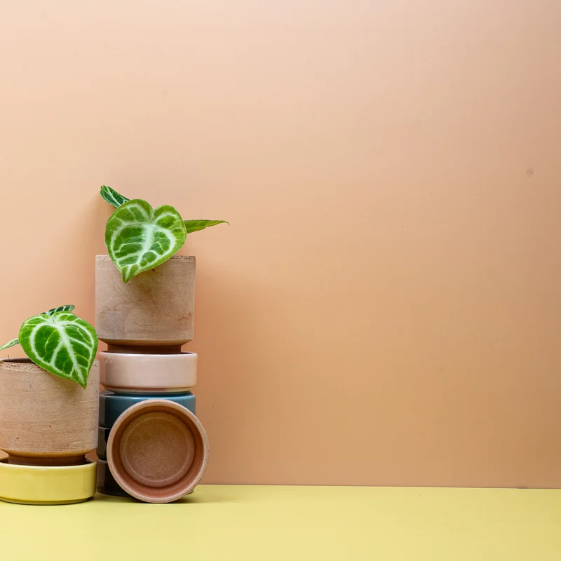 ANTHURIUM DORAYAKI
