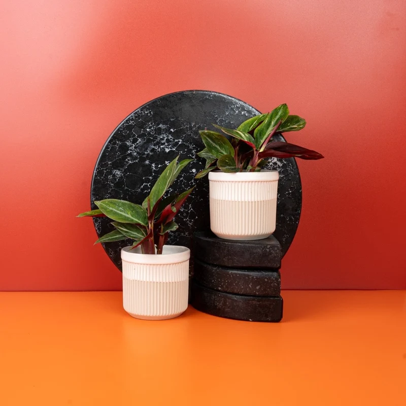 CALATHEA MAGIC STAR