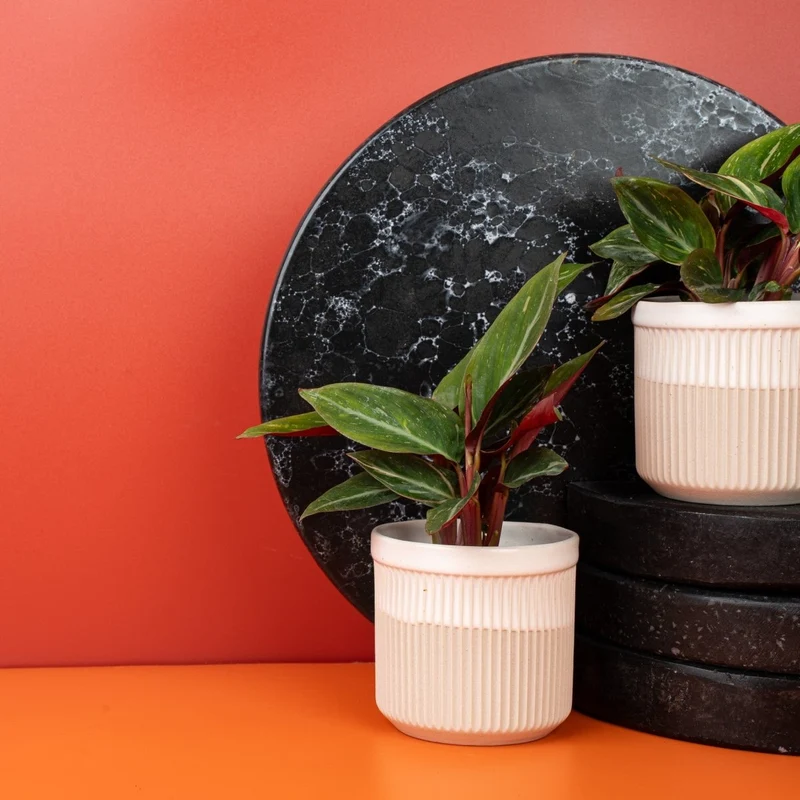 CALATHEA MAGIC STAR