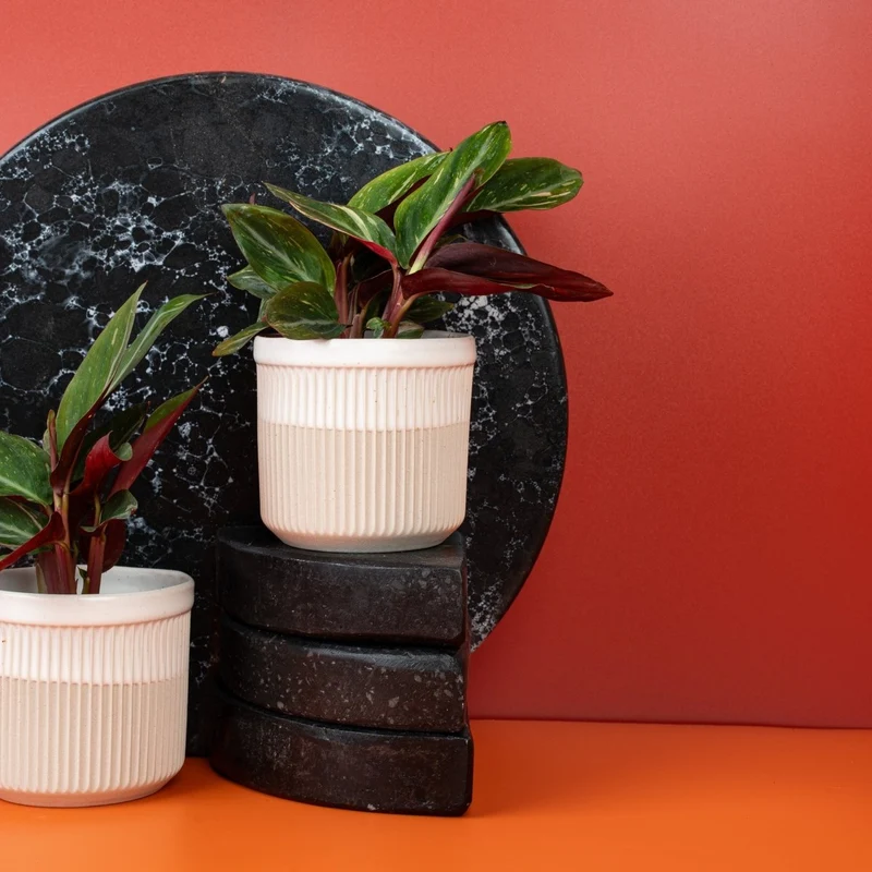 CALATHEA MAGIC STAR