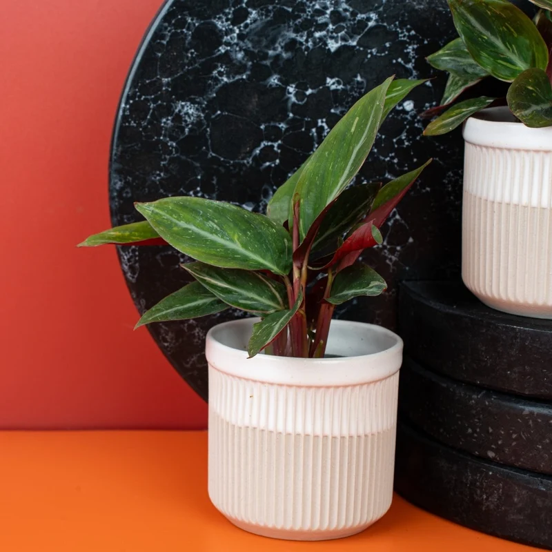 CALATHEA MAGIC STAR