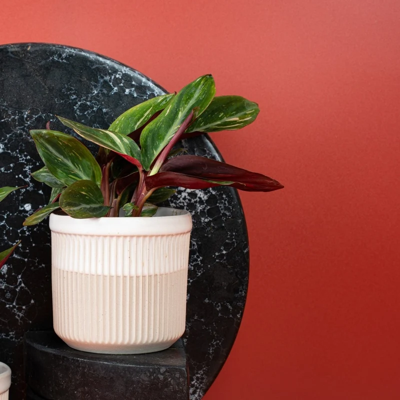 CALATHEA MAGIC STAR
