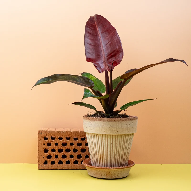 PHILODENDRON MCCOLLEYS FINALE