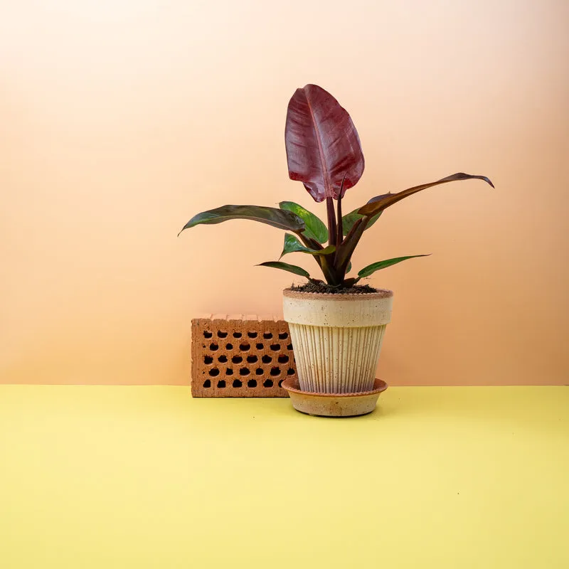 PHILODENDRON MCCOLLEYS FINALE
