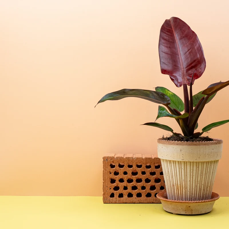 PHILODENDRON MCCOLLEYS FINALE