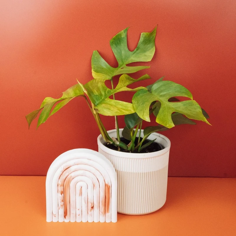 MONSTERA MINIMA VARIEGATA