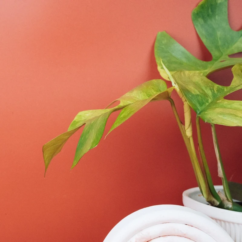 MONSTERA MINIMA VARIEGATA