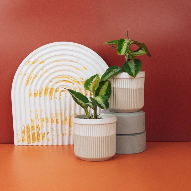 AGLAONEMA TRICOLOR