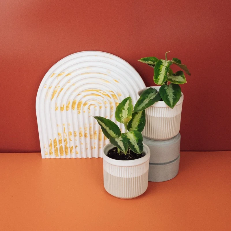 AGLAONEMA TRICOLOR