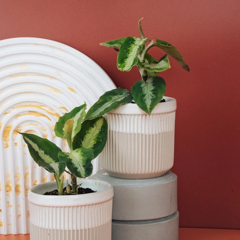 AGLAONEMA TRICOLOR