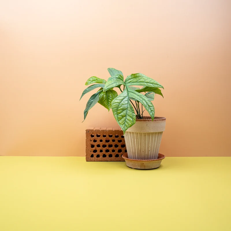 MONSTERA AMYDRIUM MEDIUM SILVER