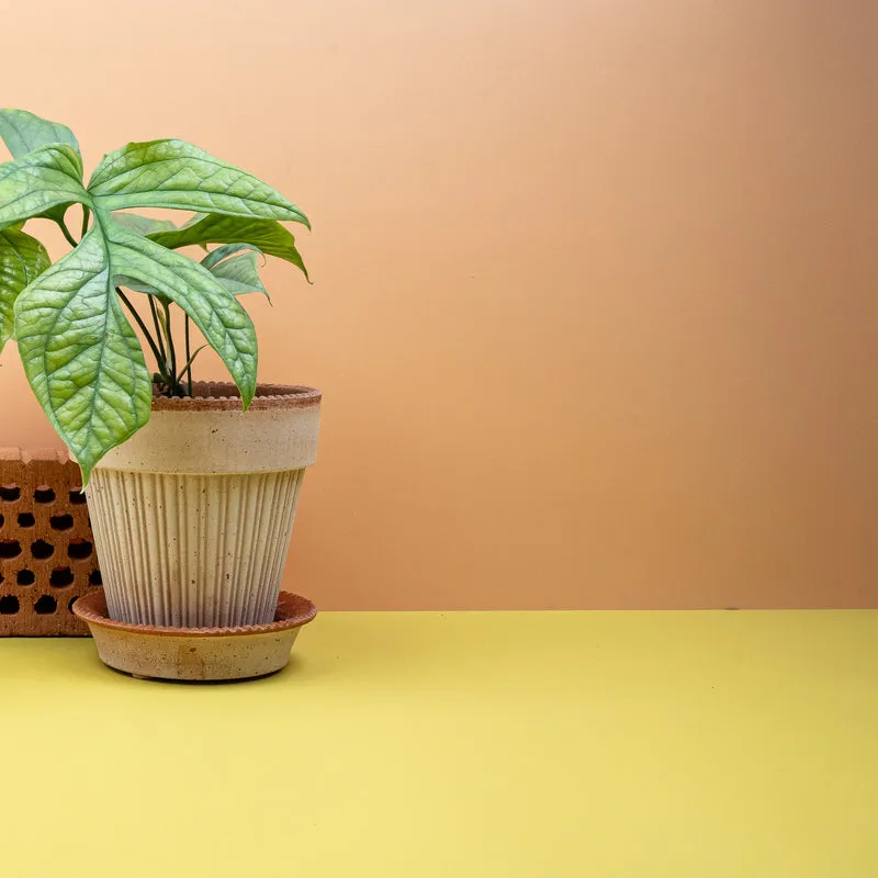 MONSTERA AMYDRIUM MEDIUM SILVER
