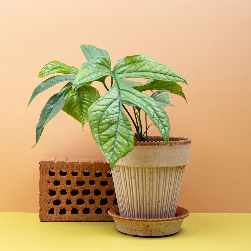 MONSTERA AMYDRIUM MEDIUM SILVER