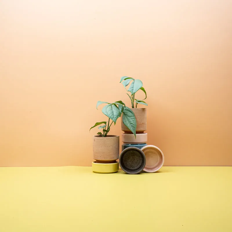 MONSTERA AMYDRIUM MEDIUM SILVER