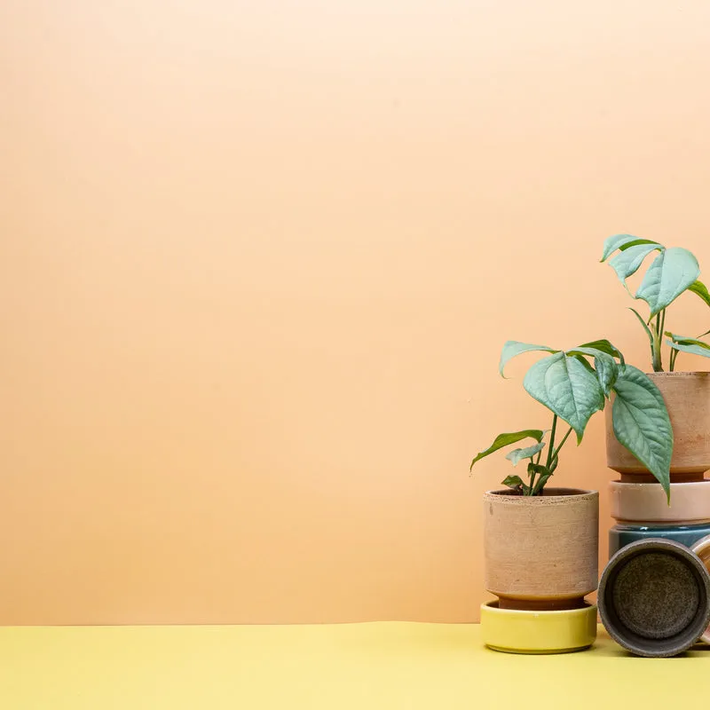 MONSTERA AMYDRIUM MEDIUM SILVER