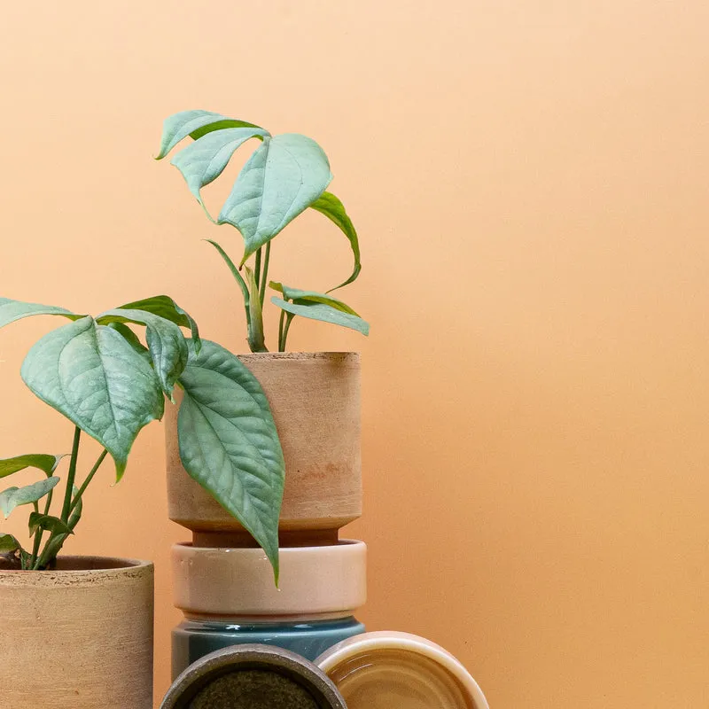 MONSTERA AMYDRIUM MEDIUM SILVER