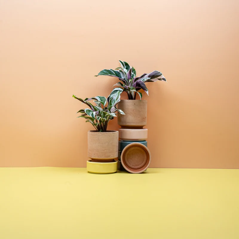 CALATHEA WHITE FUSION