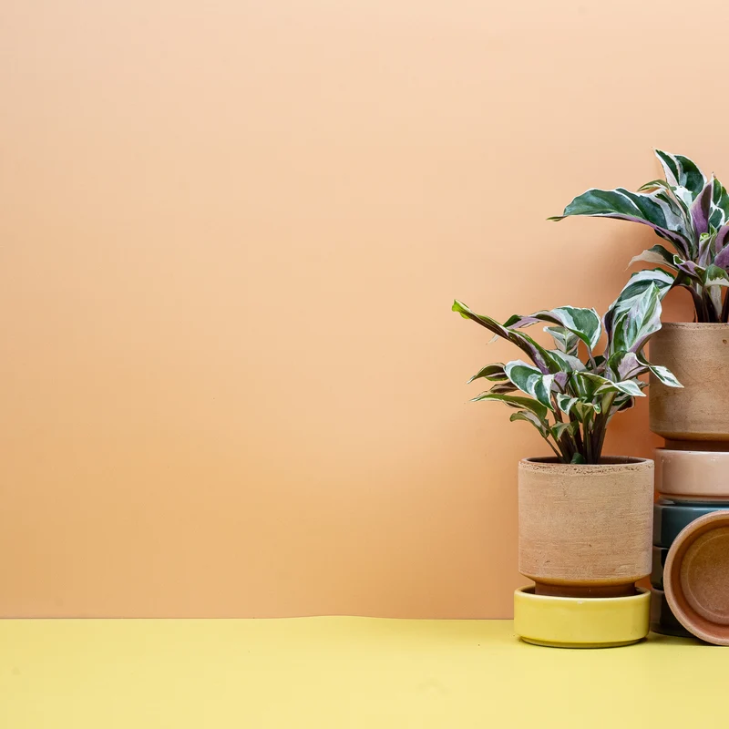CALATHEA WHITE FUSION